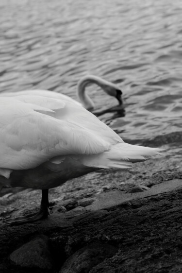Fotografia intitulada "Swan" por Krzysztof Jagodziński, Obras de arte originais, Fotografia digital