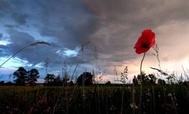 Photographie intitulée "Poppie" par Krzysztof Lozowski, Œuvre d'art originale