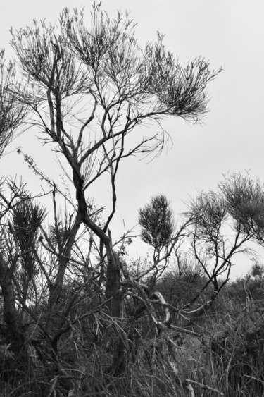 Fotografie mit dem Titel "Dead tree" von Ksenia Selezneva, Original-Kunstwerk, Digitale Fotografie