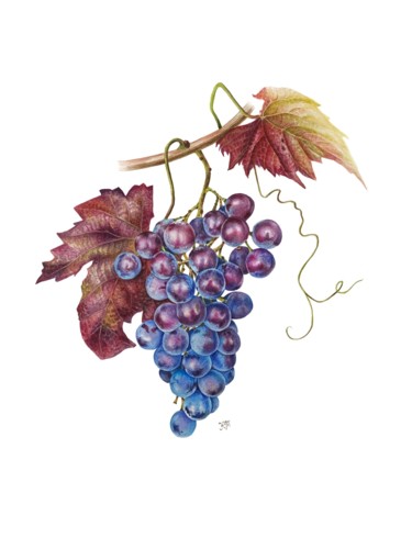 Картина под названием "Autumn grapes botan…" - Kseniia Tikhomirova, Подлинное произведение искусства, Акварель