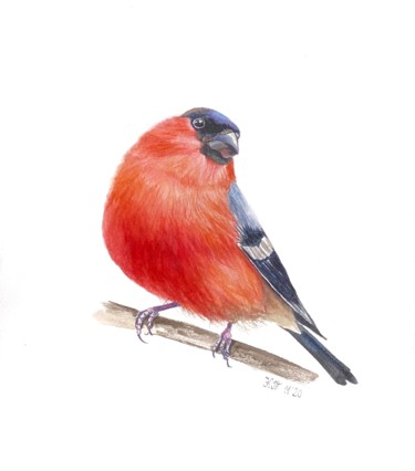 Картина под названием "Bullfinch bird illu…" - Kseniia Tikhomirova, Подлинное произведение искусства, Акварель