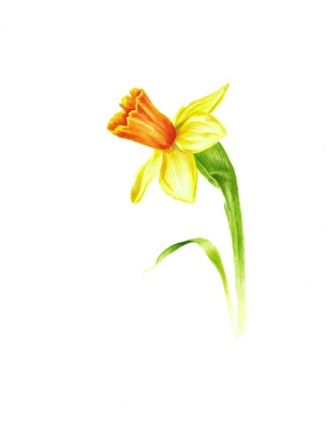 Картина под названием "Yellow daffodil (na…" - Kseniia Tikhomirova, Подлинное произведение искусства, Акварель