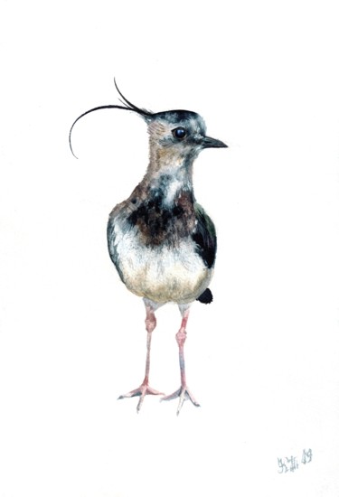 Картина под названием "Lapwing bird illust…" - Kseniia Tikhomirova, Подлинное произведение искусства, Акварель