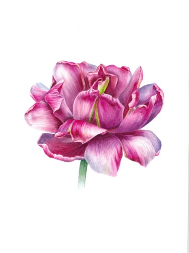 Картина под названием "Purple tulip botani…" - Kseniia Tikhomirova, Подлинное произведение искусства, Акварель