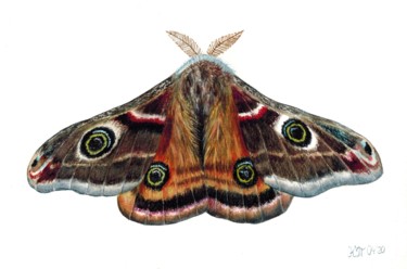 Картина под названием "Small emperor moth…" - Kseniia Tikhomirova, Подлинное произведение искусства, Акварель