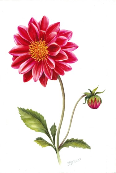 Картина под названием "Red dahlia flower i…" - Kseniia Tikhomirova, Подлинное произведение искусства, Акварель