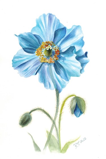 Картина под названием "Himalayan blue popp…" - Kseniia Tikhomirova, Подлинное произведение искусства, Акварель