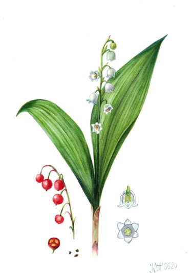 Malerei mit dem Titel "Lily of the valley…" von Kseniia Tikhomirova, Original-Kunstwerk, Aquarell