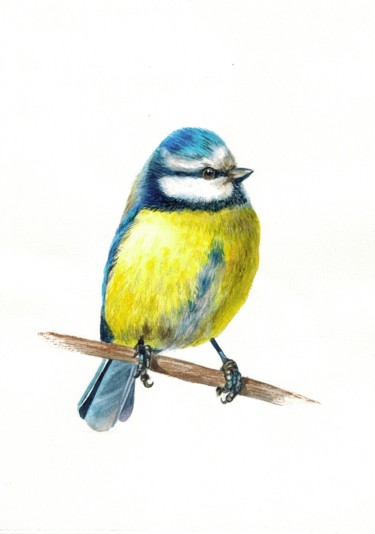 Картина под названием "Blue tit bird illus…" - Kseniia Tikhomirova, Подлинное произведение искусства, Акварель