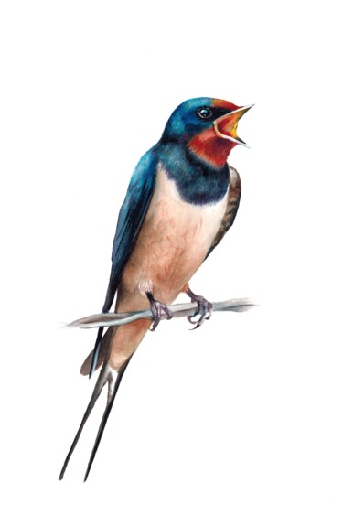 Картина под названием "Barn swallow bird i…" - Kseniia Tikhomirova, Подлинное произведение искусства, Акварель