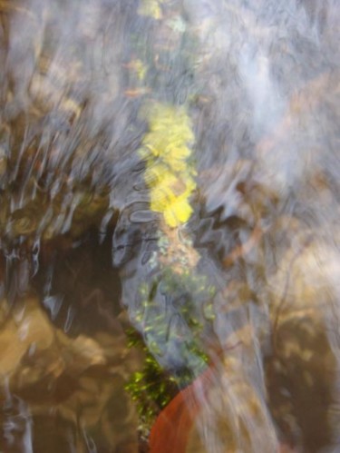 Photography titled "Baton avec lichen s…" by Kub, Original Artwork