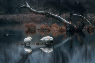 Fotografia intitulada "Sleeping swans" por Martin Kucera, Obras de arte originais, Fotografia de filme