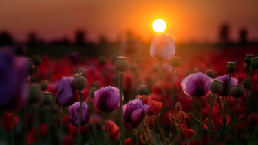 Photography titled "Flowering poppy" by Martin Kucera, Original Artwork, Digital Photography