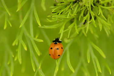 Photography titled "ladybug" by Batuhan Kurt, Original Artwork, Digital Photography