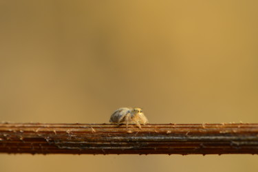 "Little spider" başlıklı Fotoğraf Batuhan Kurt tarafından, Orijinal sanat, Dijital Fotoğrafçılık