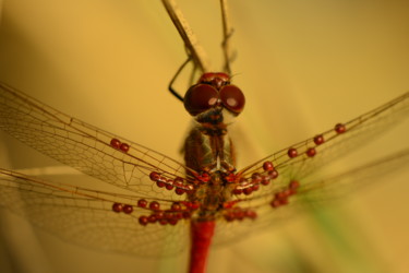 Photography titled "Dragonfly with red…" by Batuhan Kurt, Original Artwork, Digital Photography