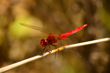 "Red Dragonfly" başlıklı Fotoğraf Batuhan Kurt tarafından, Orijinal sanat, Dijital Fotoğrafçılık