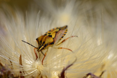 "Little insect lying…" başlıklı Fotoğraf Batuhan Kurt tarafından, Orijinal sanat, Dijital Fotoğrafçılık