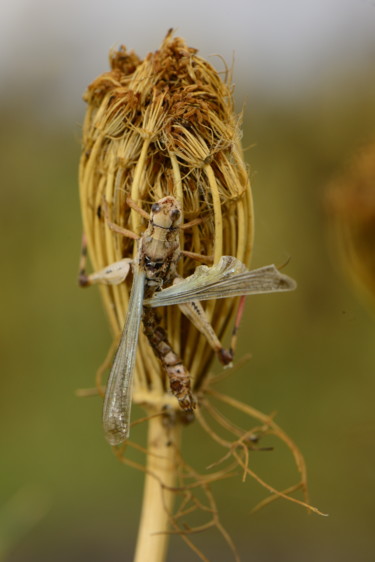 "Grasshopper with a…" başlıklı Fotoğraf Batuhan Kurt tarafından, Orijinal sanat, Dijital Fotoğrafçılık