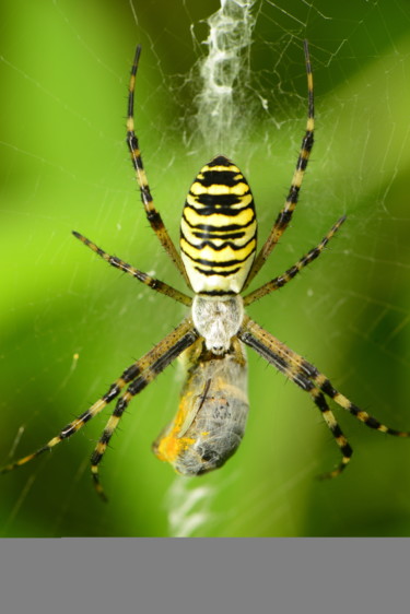 "Spider with his bee…" başlıklı Fotoğraf Batuhan Kurt tarafından, Orijinal sanat, Dijital Fotoğrafçılık