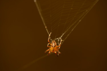 "SPIDER NO.2" başlıklı Fotoğraf Batuhan Kurt tarafından, Orijinal sanat, Dijital Fotoğrafçılık
