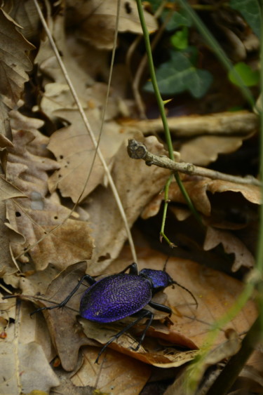 "little bug in the n…" başlıklı Fotoğraf Batuhan Kurt tarafından, Orijinal sanat, Dijital Fotoğrafçılık