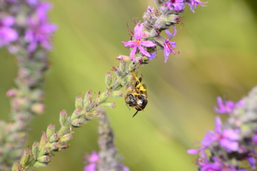 "bees on beautıful f…" başlıklı Fotoğraf Batuhan Kurt tarafından, Orijinal sanat, Dijital Fotoğrafçılık