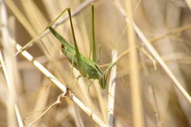 "grasshopper in the…" başlıklı Fotoğraf Batuhan Kurt tarafından, Orijinal sanat, Dijital Fotoğrafçılık