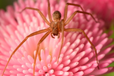 "macro shot of a spi…" başlıklı Fotoğraf Batuhan Kurt tarafından, Orijinal sanat, Dijital Fotoğrafçılık