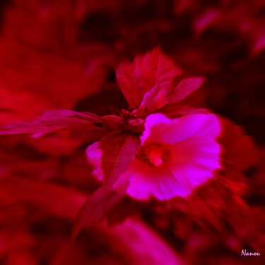 Digital Arts titled "Colerette rose" by L'Atelier De Nanou, Original Artwork, Photo Montage