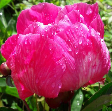 Photography titled "Peony 2" by L.Kissner, Original Artwork
