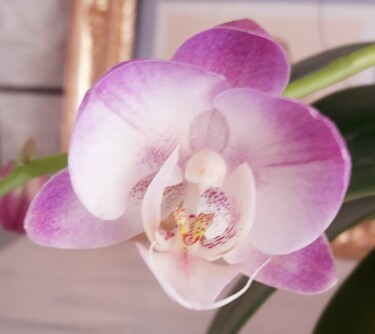 Fotografia intitulada "Orchidée" por L.Kissner, Obras de arte originais, Fotografia digital