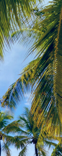 Photographie intitulée "Palms" par L.Kissner, Œuvre d'art originale, Photographie numérique