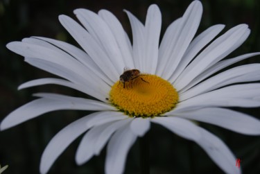 Photographie intitulée "gourmandise" par La Babssy, Œuvre d'art originale