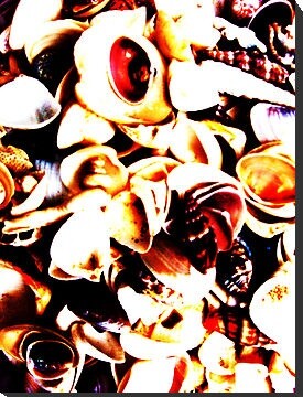 Fotografia intitulada "Shells" por Ladymouse, Obras de arte originais, Fotografia Manipulada
