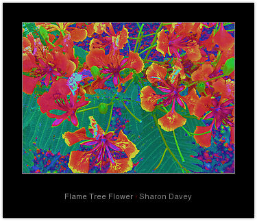 Fotografia intitolato "Flame Tree Flower" da Ladymouse, Opera d'arte originale, Fotografia manipolata