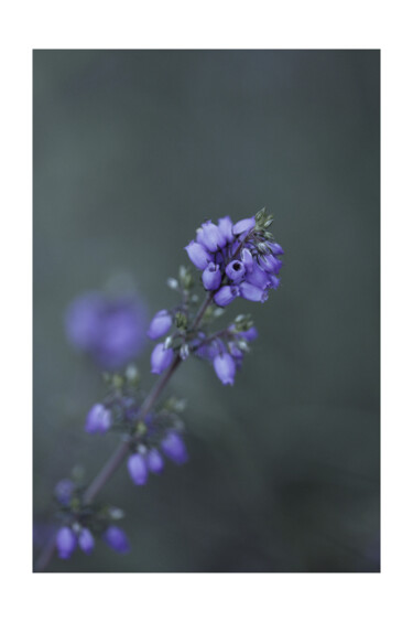Photography titled "Flower" by Laetitia Servant, Original Artwork, Digital Photography