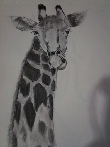 Dessin intitulée "girafe.jpg" par Laetitia Houiche, Œuvre d'art originale, Fusain