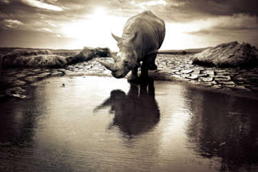 Photographie intitulée "le rhino" par Lafoto, Œuvre d'art originale, Photographie numérique