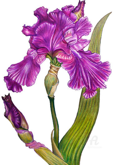 Disegno intitolato "Iris - the most mys…" da Larisa Berzina, Opera d'arte originale, Matita