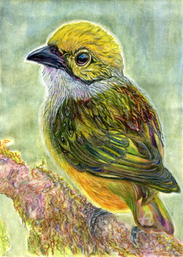 Drawing titled "bird Tangara arthus" by Larisa Berzina, Original Artwork, Pencil