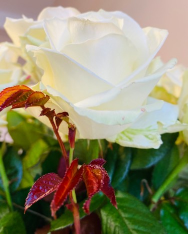 Fotografie getiteld "white rose" door Larisa Bogdanova, Origineel Kunstwerk, Digitale fotografie