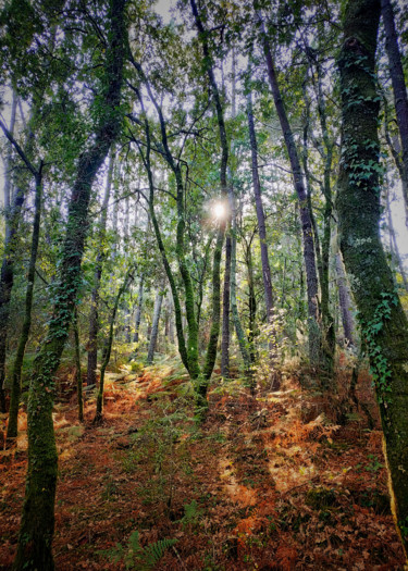 Photography titled "Sunny forest" by Larisa Siverina, Original Artwork, Non Manipulated Photography