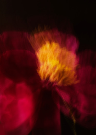 Фотография под названием "Red peony" - Larisa Siverina, Подлинное произведение искусства, Манипулированная фотография