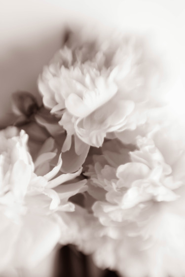 Photography titled "Vintage peonies" by Larisa Siverina, Original Artwork, Non Manipulated Photography