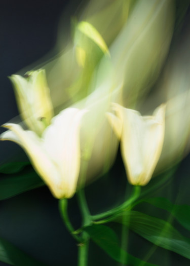 Fotografie mit dem Titel "White lilies # 9" von Larisa Siverina, Original-Kunstwerk, Nicht bearbeitete Fotografie