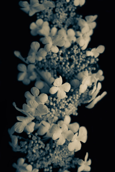 Fotografía titulada "White lilac" por Larisa Siverina, Obra de arte original, Fotografía manipulada