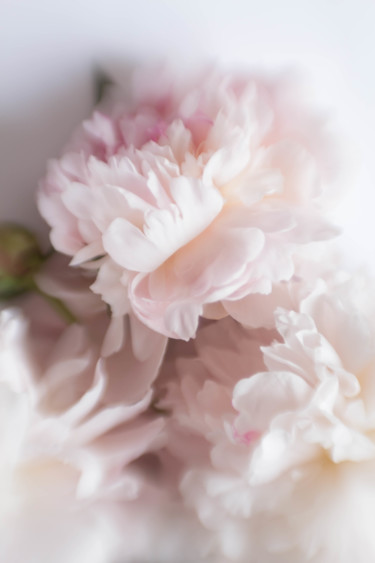 Photography titled "Pink peonies" by Larisa Siverina, Original Artwork, Non Manipulated Photography