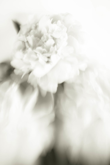 Photography titled "White blossom" by Larisa Siverina, Original Artwork, Non Manipulated Photography