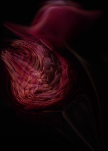 Fotografia zatytułowany „Ranunculus” autorstwa Larisa Siverina, Oryginalna praca, Manipulowana fotografia